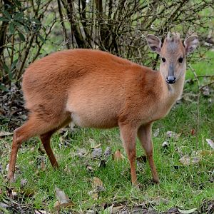 Red forest duiker