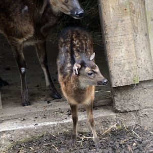 Philippine spotted deer calf