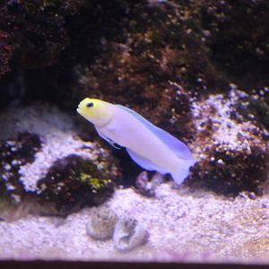 Yellowhead Jawfish