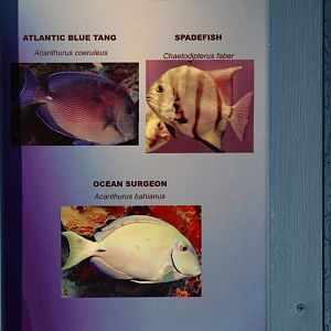 Marine Fish Signage