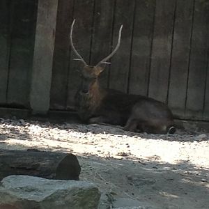 Sika Deer