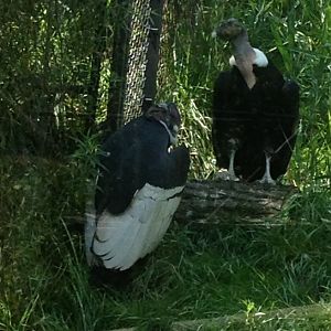 Andean Condor
