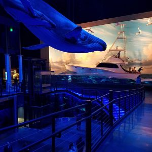 Wonder of Wildlife Museum and Aquarium