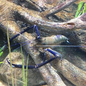 Giant Jungle Prawn (Macrobrachium lar)