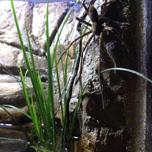 Giant Water Spider (Megadolomedes australianus)