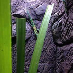 Peppermint Stick Insect (Megacrania batesii)