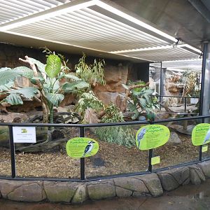Frogmouth, Kookaburra & Cokatoo exhibit