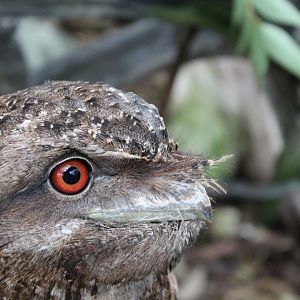 Papuan Frogmouth (Podargus papuensis)