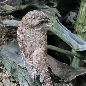 Papuan Frogmouth (Podargus papuensis)