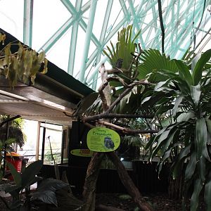 Tawny Frogmouth exhibit