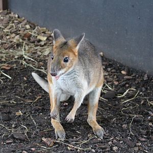 Red-legged Pademelon (Thylogale stigmatica)