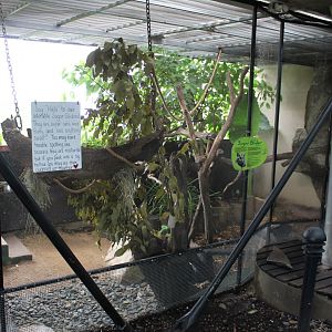 Sugar Glider enclosure