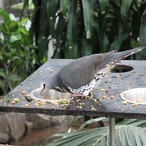 Wonga Pigeon (Leucosarcia melanoleuca)