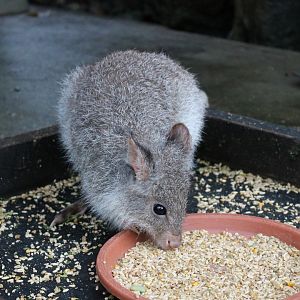 Rufous Bettong (Aepyprymnus rufescens)