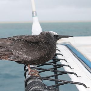 Black Noddy (Anous minutus)