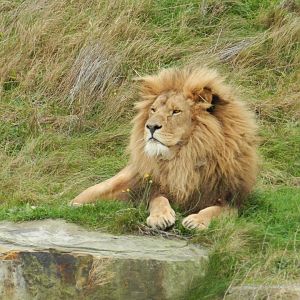 African Lion (Panthera Leo) at Yorkshire Wildlife Park, England
