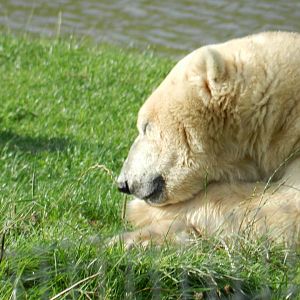 Polar Bear (Ursus Maritimus) at Yorkshire Wildlife Park, England