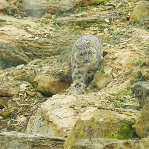 Snow Leopard (Panthera Uncia) at Twycross Zoo, England