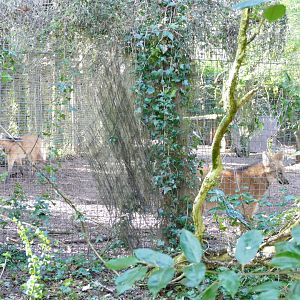 Maned Wolves, March 2018