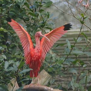 Scarlet Ibis, March 2018