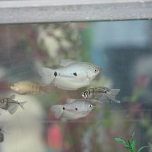 Gourami and Tetra ID?