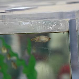 Gourami ID?