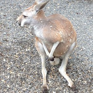 Red Kangaroo