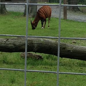 Eastern Mountain Bongo