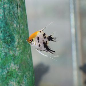 Freshwater Angelfish Morph