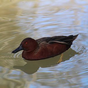 Cinnamon Teal