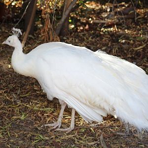 Leucistic Indian peafowl