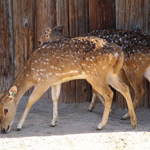 Sika Deer