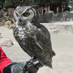 great horned owl