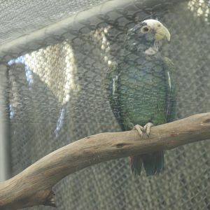 white crowned parrot