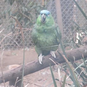 blue crowned mealy amazon parrot