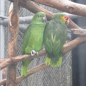 yellow naped amazon parrot and red lored amazon parrot