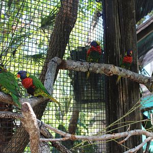 Lorikeets on a Branch