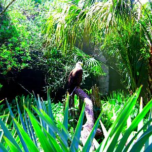 Bald Eagle Among the Plants