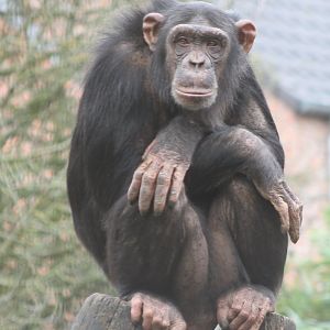 Schweinfurth's chimpanzee