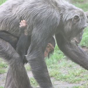 Schweinfurth's chimpanzee with young