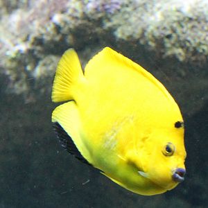 Apolemichthys trimaculatus