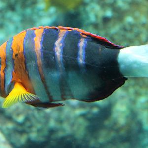 Harlequin tuskfish - Choerodon fasciatus
