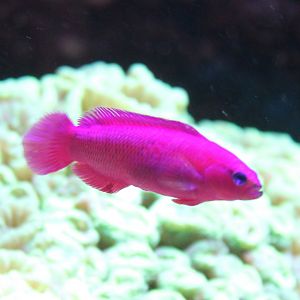 Magentha dottyback - Pictichromis porphyrea