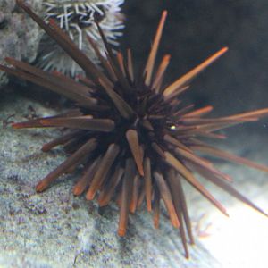 Sea-urchin-species