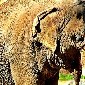 Asian Elephant - Pantopia