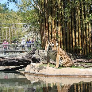 Malayan Tiger - Jungala