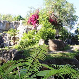 Gorilla Exhibit - Myombe Reserve