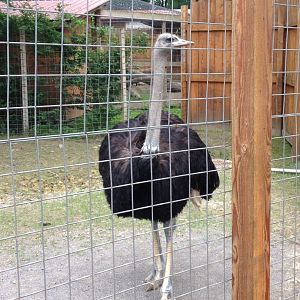 Ostrich