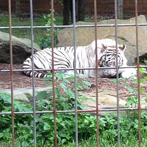 White Bengal Tiger