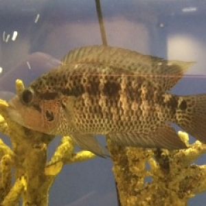 Jaguar Cichlid (Parachromis managuense)